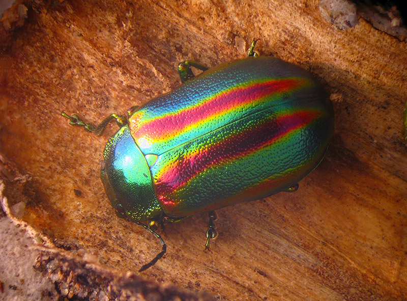 Chrysomelidae: Oreina (Oreina) aff. speciosa